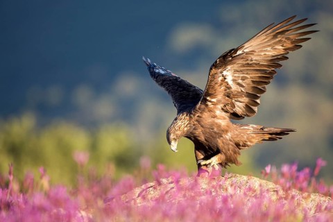Golden Eagle (Aquila chrysaetos), Madrid, Spain