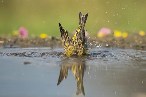 European Serin (Serinus serinus) male bathing, Aosta Valley, Italy