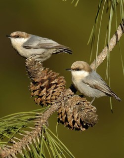 Brown-headed Nuthatch (Sitta pusilla), Texas, USA