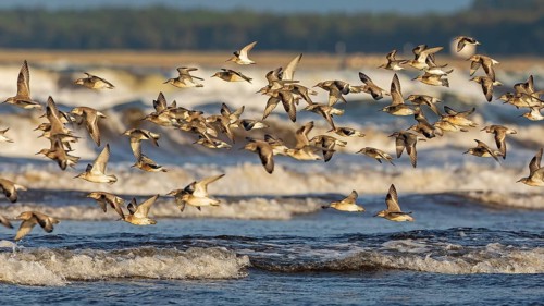 Red Knot (Calidris canutus) flock in flight, Mecklenburg-Western Pomerania, Germany