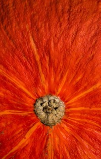 Detail of a Red kuri squash