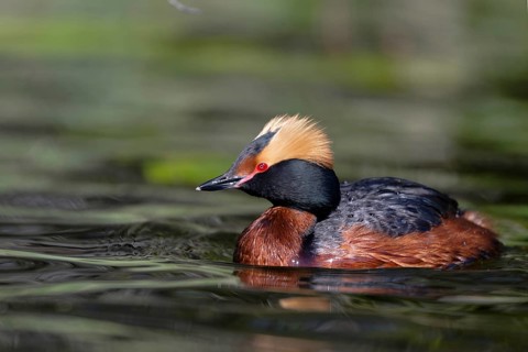 Horned Grebe (Podiceps auritus), Dalarna, Sweden