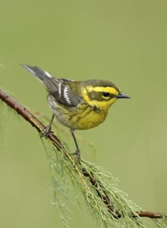 Townsend's Warbler (Setophaga townsendi), Texas, USA