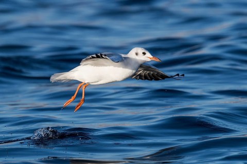 Black-headed Gull (Chroicocephalus ridibundus) flying, Eilat, Israel