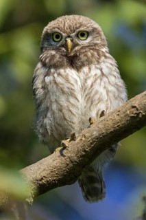 Little owl, (Athene noctua), animals, birds, owls, family of owls, Plateau Oberflörsheim, district