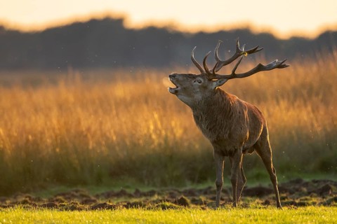 Red deer (Cervus elaphus), rut, Hoenderloo, Gelderland, Netherlands