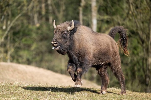 European bison (Bison bonasus) running fast on a meadow, Bavaria, Germany