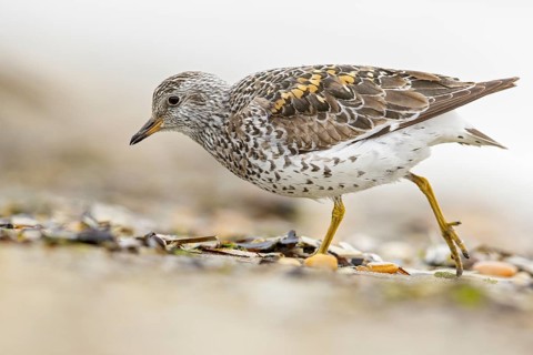 Surfbird (Aphriza virgata) feeding along a river in Nome, Alaska