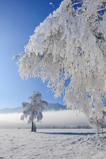 Snow-covered trees, hoarfrost, sun, winter, Loisach-Lake Kochel moor, Alpine foothills, Upper