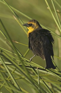 Yellow-headed Blackbird (Xanthocephalus xanthocephalus), Arizona, USA