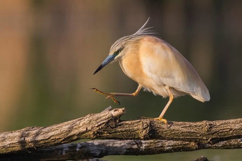 Squacco Heron (Ardeola ralloides), Subotica, Serbia