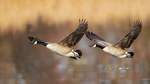 Canada Goose (Branta canadensis) flying, Baden-Wuerttemberg, Germany