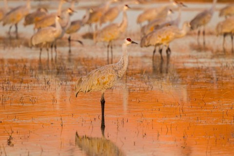 Sandhill Crane Grus canadensis tabida Bosque del Apache National Wildlife Refuge, New Mexico,