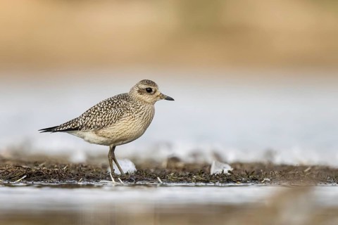 Grey Plover (Pluvialis squatarola), North-Rhine Westphalia, Germany
