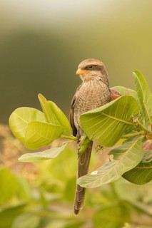 Yellow-billed Shrike (Corvinella corvina), Gambia