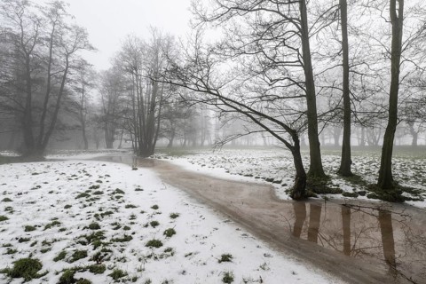 Black alder (Alnus glutinosa) in a misty floodplain landscape, Emsland, Lower Saxony, Germany