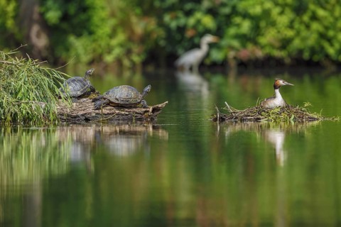 Haubentaucher, Podiceps cristatu, Gelbwangen-Schmuckschildkröte (rechts), Trachemys scripta