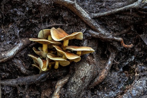 Mushrooms grow from the roots of a fallen tree, Darßwald, Darß, Fischland-Darß-Zingst, Western