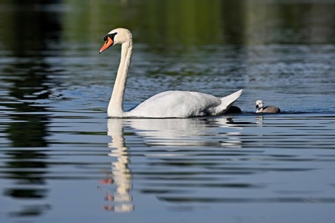 Mute swan (Cygnus olor), male with chicks swimming in Lake Zug, Canton Zug, Switzerland