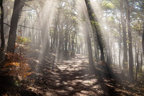Gentle rays of sunshine break through the morning fog in the Palatinate Forest and immerse the