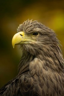 White-tailed Eagle (Haliaeetus albicilla), Smaland, Sweden
