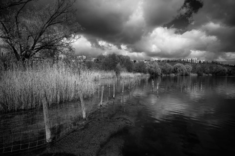 Reeds, bird sanctuary, Max-Eyth-See, clouds, Freiberg near Stuttgart behind, black and white,