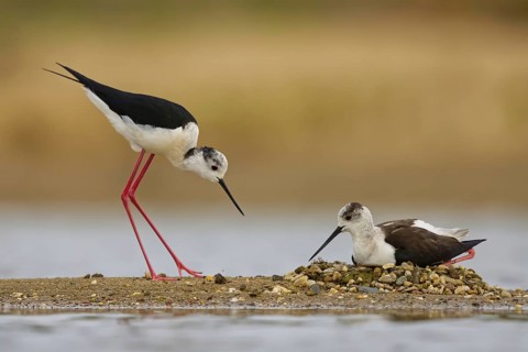 Black-winged Stilt (Himantopus himantopus) pair at nest, North Rhine-Westphalia, Germany