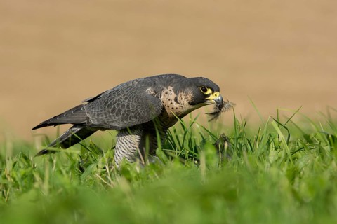 Peregrine Falcon (Falco peregrinus) captive, with prey, Saxony, Germany