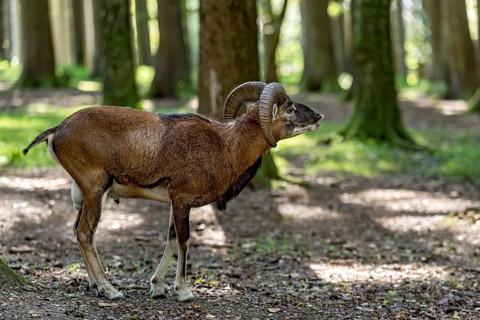 European mouflon (Ovis gmelini musimon), mouflon deer, male calling during the rutting season in a