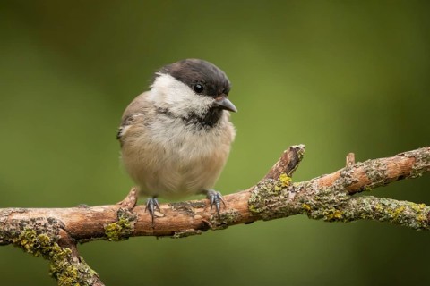 Willow Tit (Poecile montanus) perched on a branch, Lower Saxony, Germany