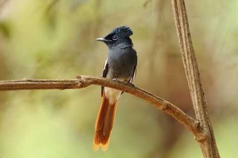 African Paradise Flycatcher (Terpsiphone viridis) female, Voi, Kenya