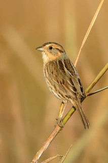 Nelson's Sparrow (Ammodramus nelsoni), Texas, USA