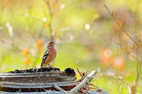Male chaffinch (Fringilla coelebs) singing while perched on old wooden log in spring forest,