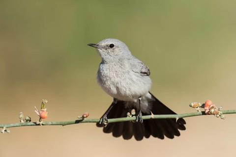Blackstart (Oenanthe melanura), Eilat, Israel
