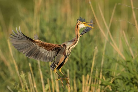 Purple Heron (Ardea purpurea) flying, Baden-Wuerttemberg, Germany