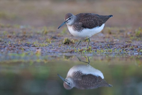 Green Sandpiper (Tringa ochropus) foraging, North Rhine-Westphalia, Germany