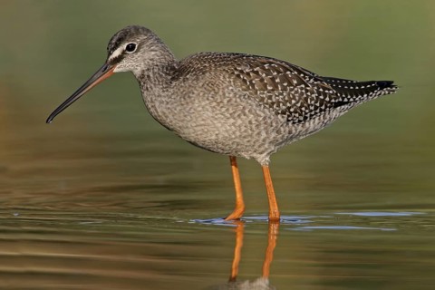 Spotted Redshank (Tringa erythropus), Rhineland-Palatinate, Germany
