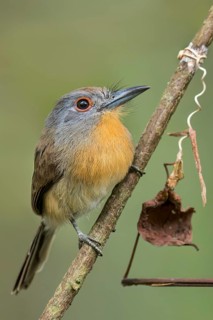 Grey-cheeked Nunlet (Nonnula frontalis) perched on a branch in Panama