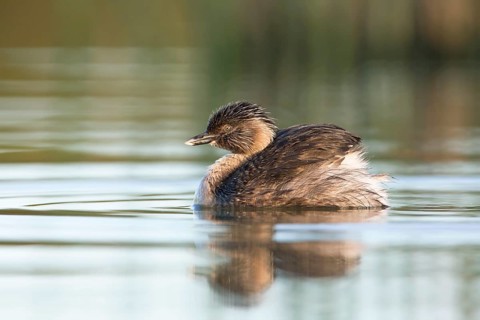 Hoary-headed Grebe (Poliocephalus poliocephalus), Victoria, Australia