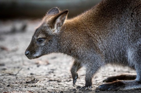 A close-up image capturing the details of a young swamp wallabyâ€™s fur and facial features as it