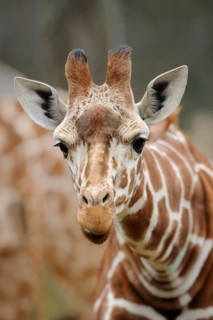 Expressive giraffe face in detailed view, showing the typical fur pattern, reticulated giraffe