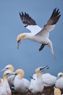 Northern gannet (Morus bassanus) lands in the colony, wildlife, Heligoland, Germany