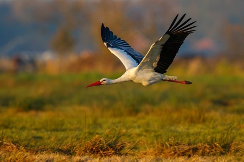 White Stork (Ciconia ciconia) flying, North Rhine-Westphalia, Germany