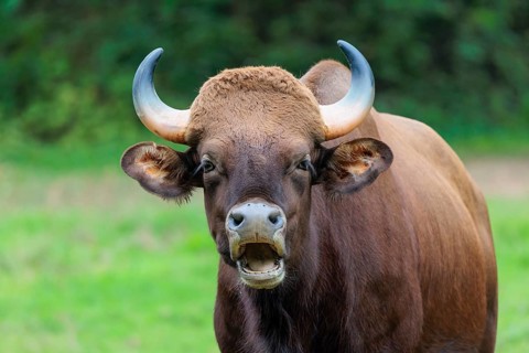 Portrait of a male Gaur (Bos gaurus gaurus) on a pasture. Indian subcontinent and Southeast Asia
