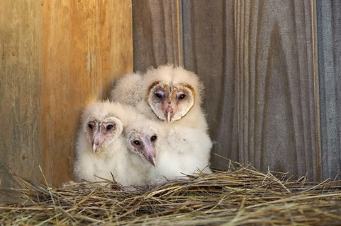 Western Barn Owl (Tyto alba) juvenile, Florida, USA