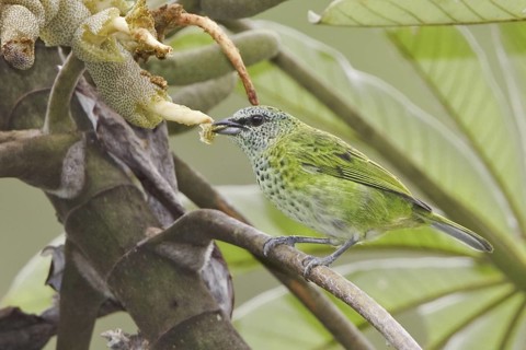 Spotted Tanager (Tangara punctata), Ecuador