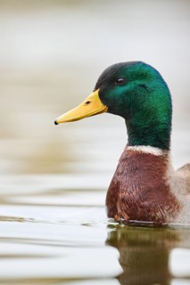 Wild duck (Anas platyrhynchos) male swimming on a lake, Bavaria, Germany