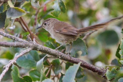 Itatiaia Spinetail (Asthenes moreirae) perched on a branch in the Atlantic rainforest of southeast