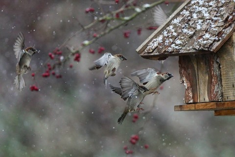 House Sparrow (Passer domesticus) group flying to a feeding house, Baden-Wuerttemberg, Germany