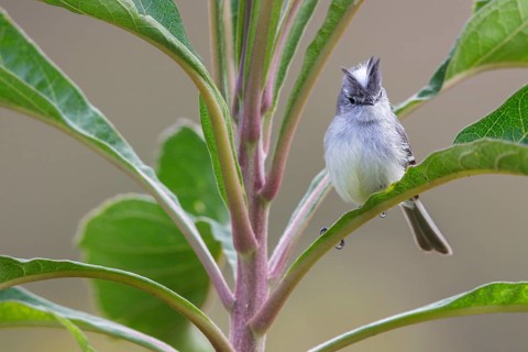 White-crested Tyrannulet (Serpophaga subcristata) perched on a branch in the Atlantic rainforest of